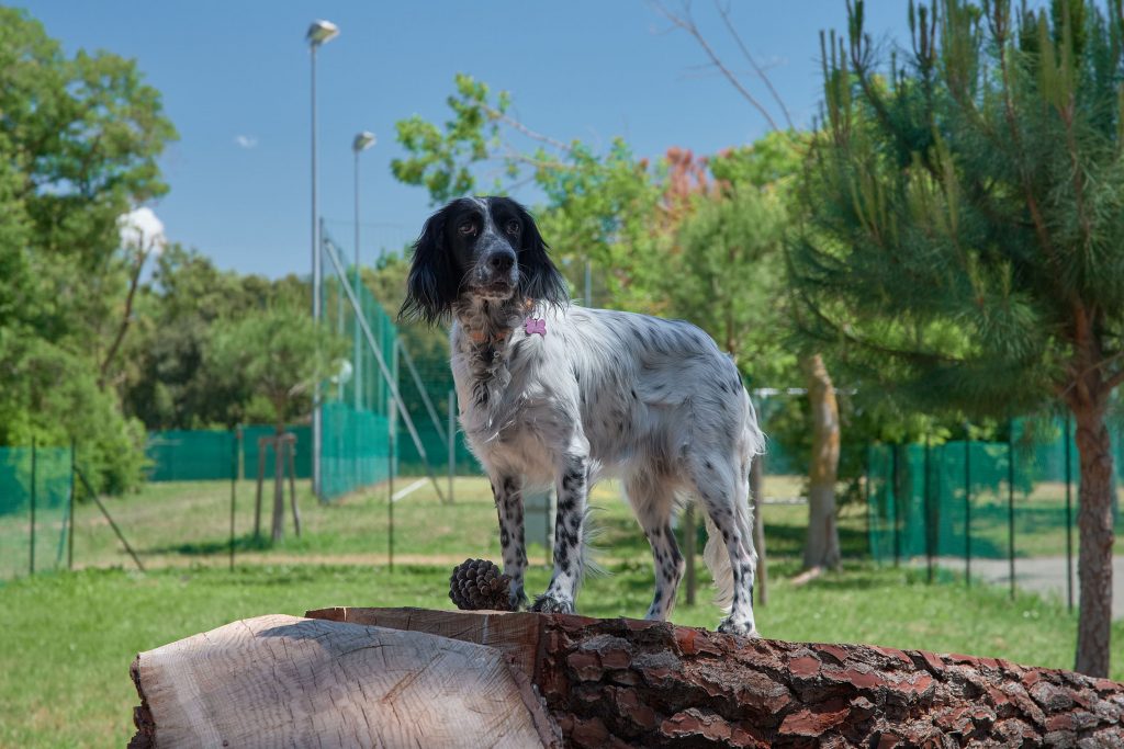 Grace 1 area cani