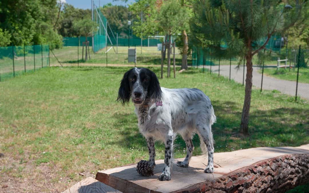 Grace-1080x675 area cani