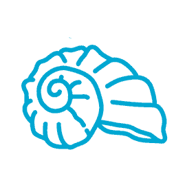 conchiglia_1_1_cel