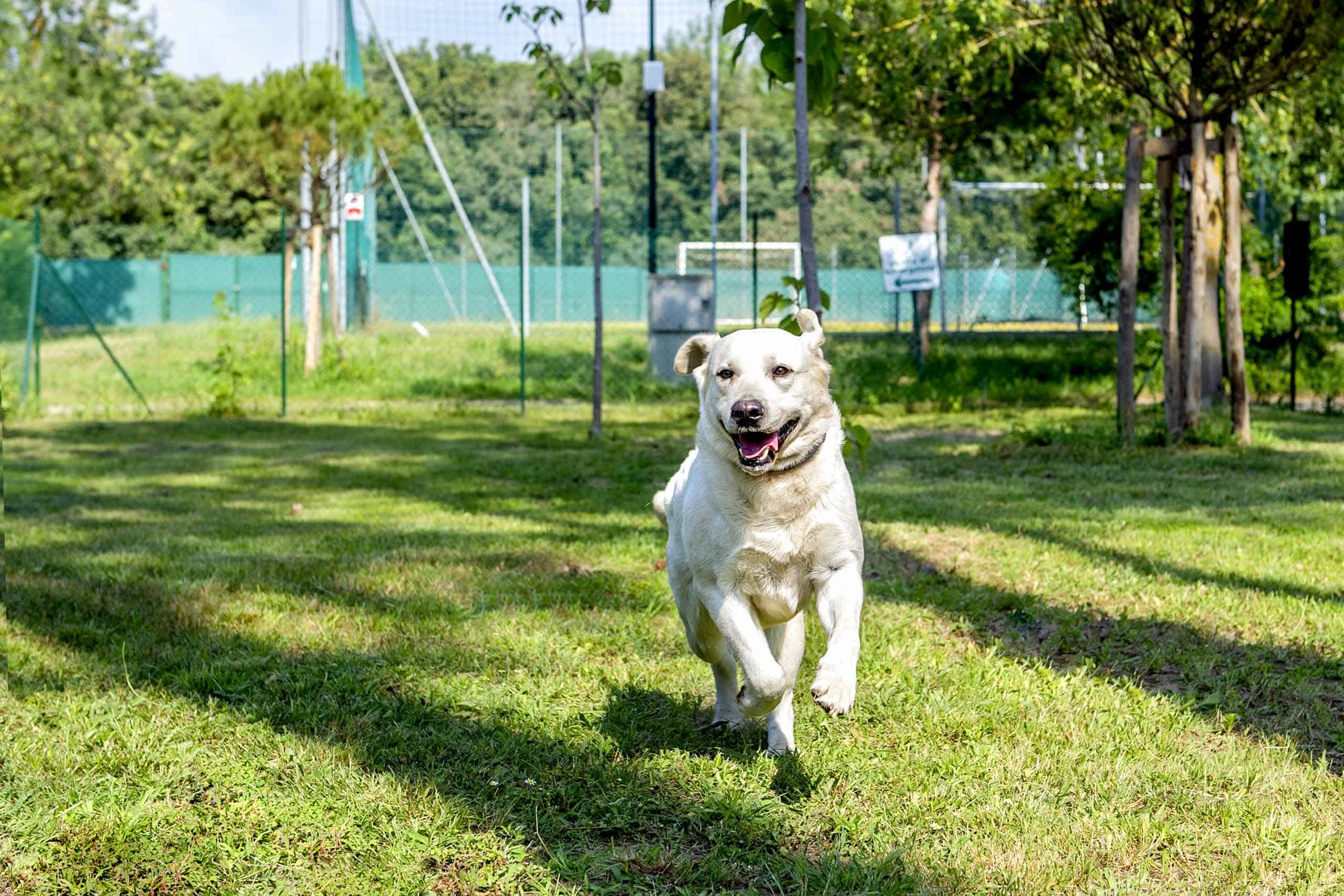 area-cani-baiaverde